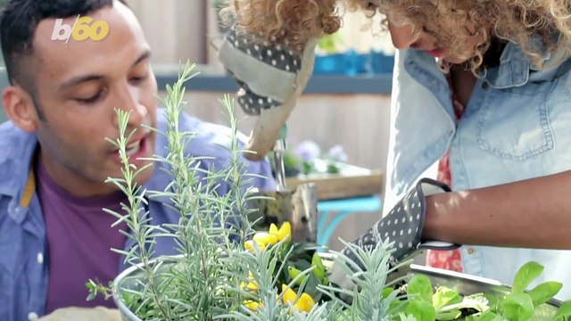 Add These Three Plants to Your Garden to Keep Mosquitoes Away