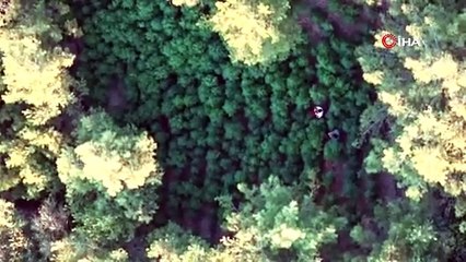 Ormanlık alanı kenevir tarlasına çevirmişler