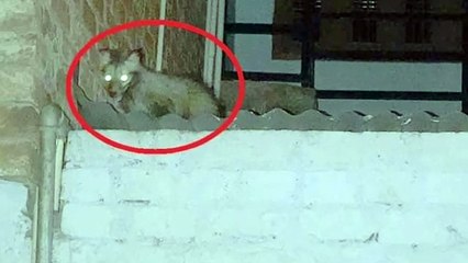 कस्बे में कब्र बिज्जू का आतंक