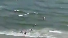 Águia sobrevoa praia com peixe de enorme porte preso nas garras