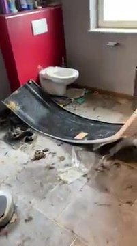 Des locataires vivaient avec 13 chiens, des chats, des lapins...et saccagent l'appartement!