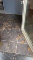 Des locataires vivaient avec 13 chiens, des chats, des lapins...et saccagent l'appartement!