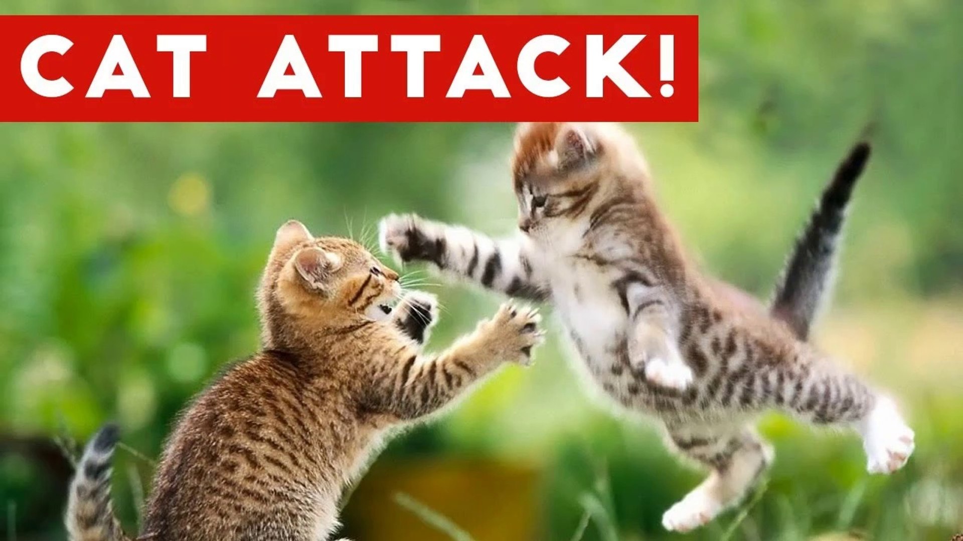 ⁣Funniest Cat Attack Videos Compilation _ Funny Pet Videos