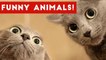 Funniest Pet Fails & Bloopers Compilation November 2016 _ Funny Pet Videos