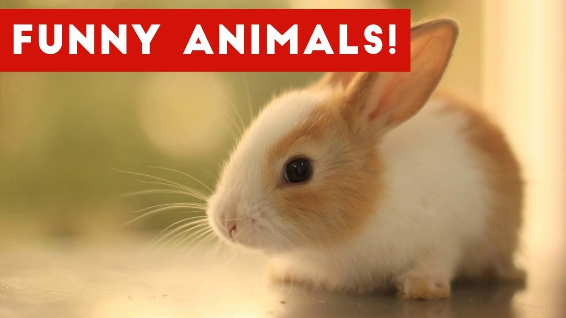 ⁣Funniest Pet & Animal Moments Caught On Tape Compilation November 2016 _ Funny Pet Videos