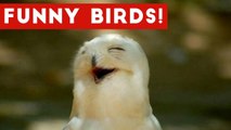 Funny Parrot & Bird Videos Weekly Compilation November 2016 _ Funny Pet Videos