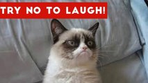 Funniest Animal Reactions, Bloopers & Moments November 2016 Weekly Compilation _ Funny Pet Videos