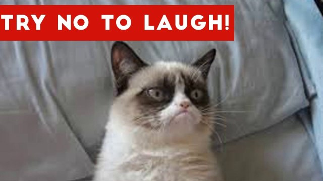 Funniest Animal Reactions, Bloopers & Moments November 2016 Weekly Compilation _ Funny Pet Videos