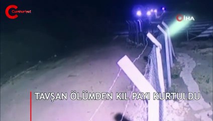 Kurt sürüsünün ortasında kalan tavşan ölümden kıl payı kurtuldu