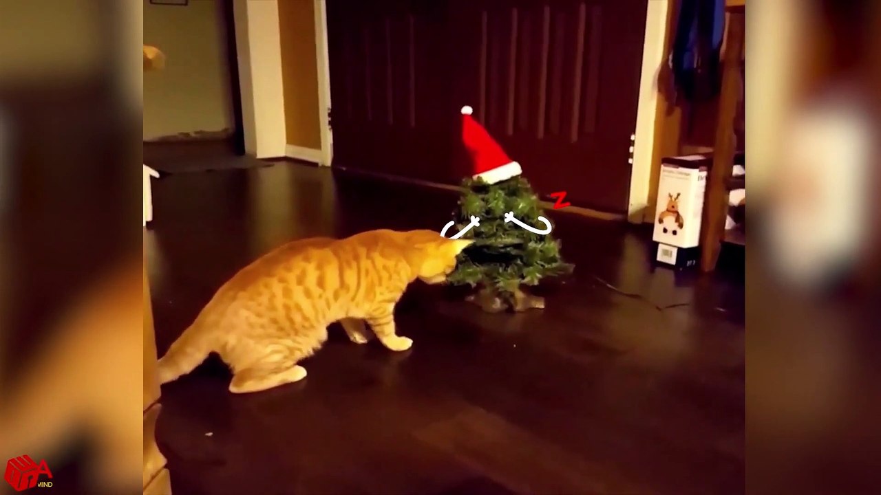 Funny Cat Afraid of Mouse | Funny Cat Videos Compilation to Keep You Smiling! - Woa Doodland