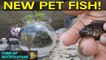 Catching Pet Exotic Fish for Aquarium