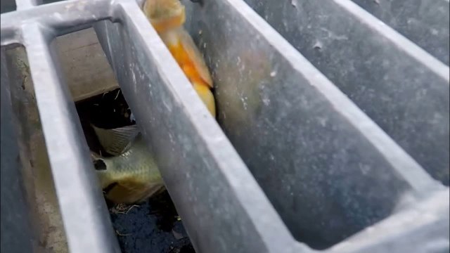 Bait Fishing and Catching Peacock Bass