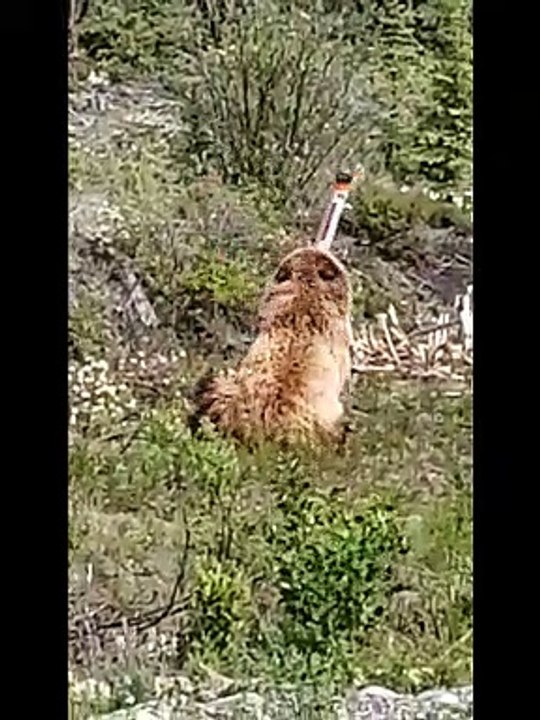 Grizzly Bear Plays with Pole