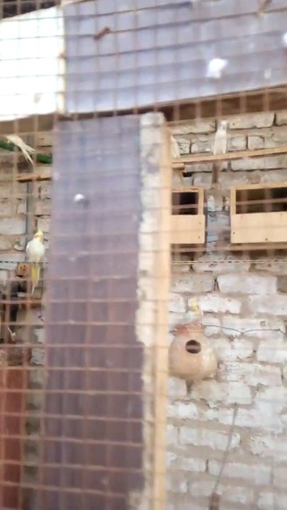 World Best Cockatiel Parrot || Explore the World | Sp Bird House