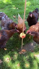 Apple on a Stick for Some Hungry Chicks