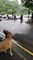 Dog owners form guard of honour for dog rescuer