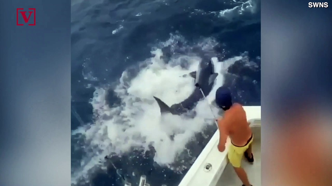 Massive 740lb Shark Leaps From Water and Nearly Joins Fishing Crew in Boat