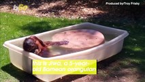 Orangutan Takes a Break from the Heat by Splashing Around in a Tub