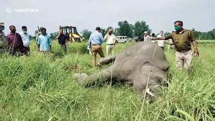 7-year-old wild tusker found dead in northern India