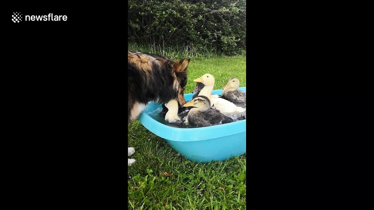Dog lovingly cares for flock of baby ducklings on Finnish farm