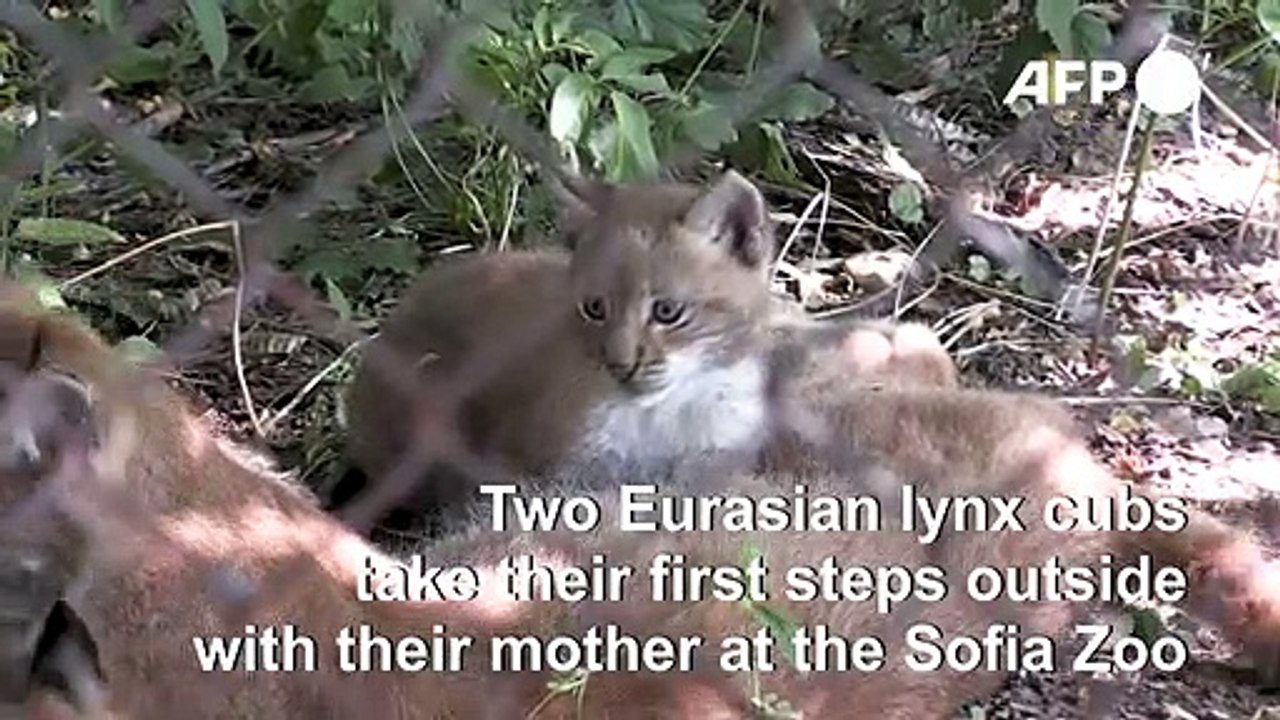 Two Eurasian lynx cubs take first steps in Sofia Zoo