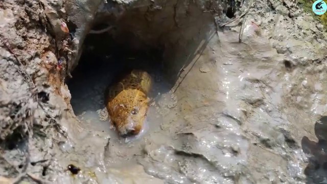 Best Oil Fishing | Unique Fishing in Eel Fish-Hole with Fishing Oil