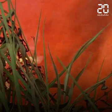 Amazonie: Les pires incendies depuis 13 ans pour un mois de juin