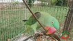 Beautiful Talking Parrots Enjoying in Garden