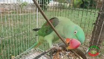 Beautiful Talking Parrots Enjoying in Garden