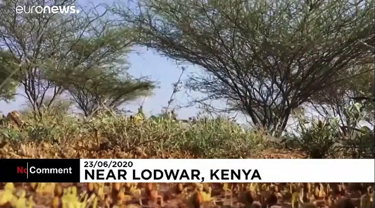 Locusts in Kenya threaten to cut off food supplies