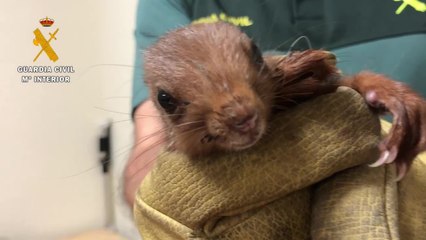 Rescate de una ardilla que se había colado en el interior de una vivienda en Logroño