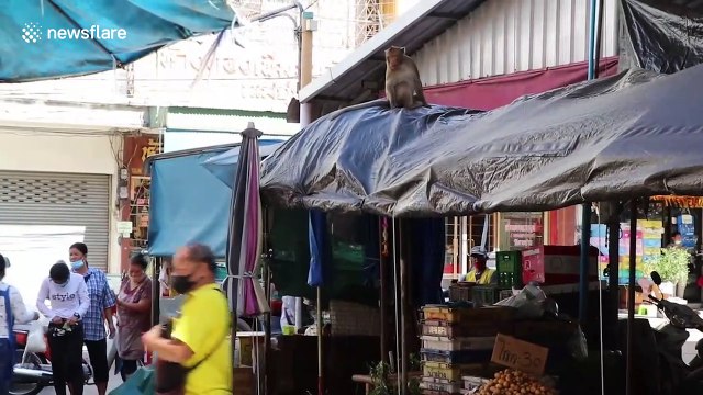 Rogue wild monkey terrorising market after 'hitch hiking' from notorious Thai city