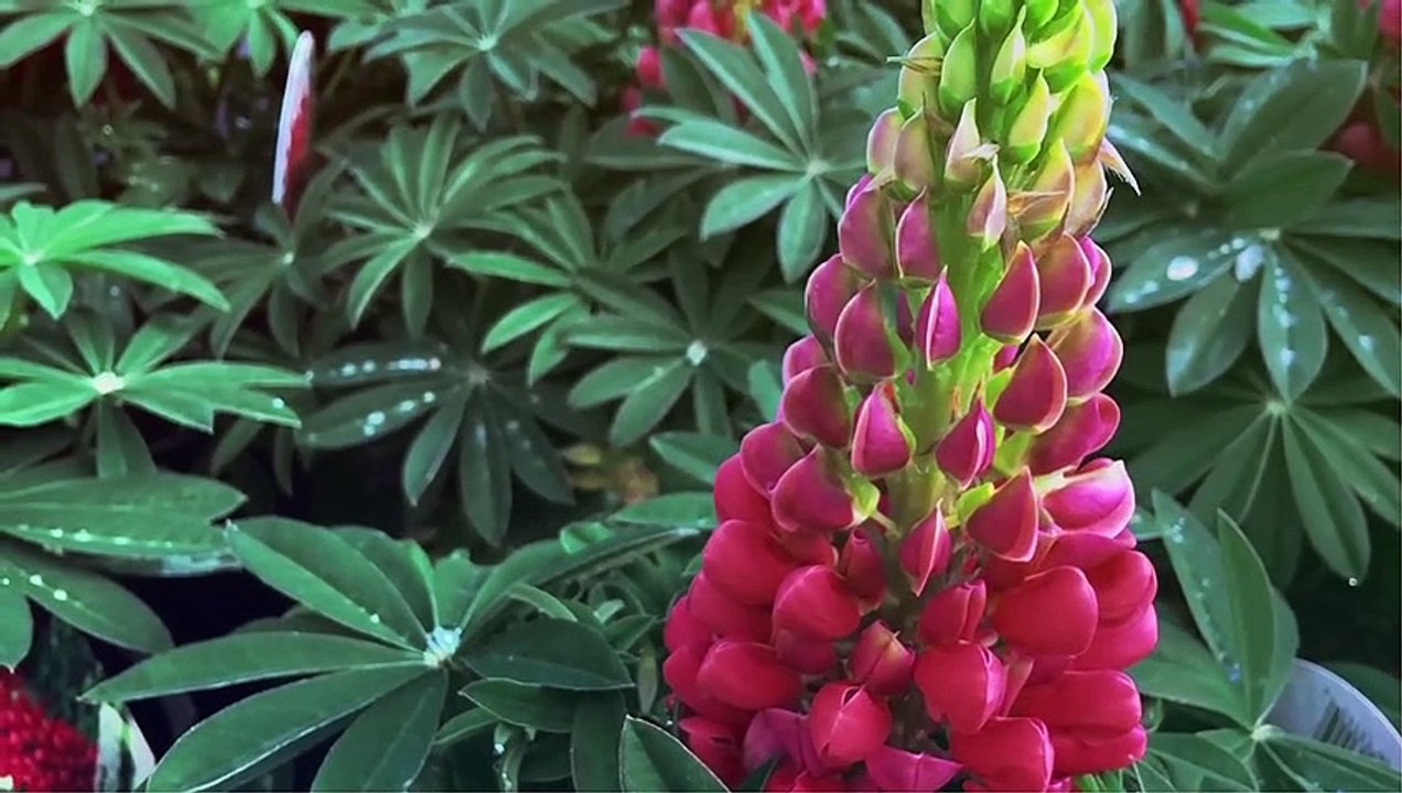 3 Beautiful Flowers Up Close