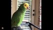 Cute Parrots Doing Funny Things #2 -  Cutest Parrots In The World 2018