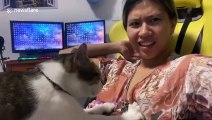 Cheeky pet cat loves massaging his owner's breast