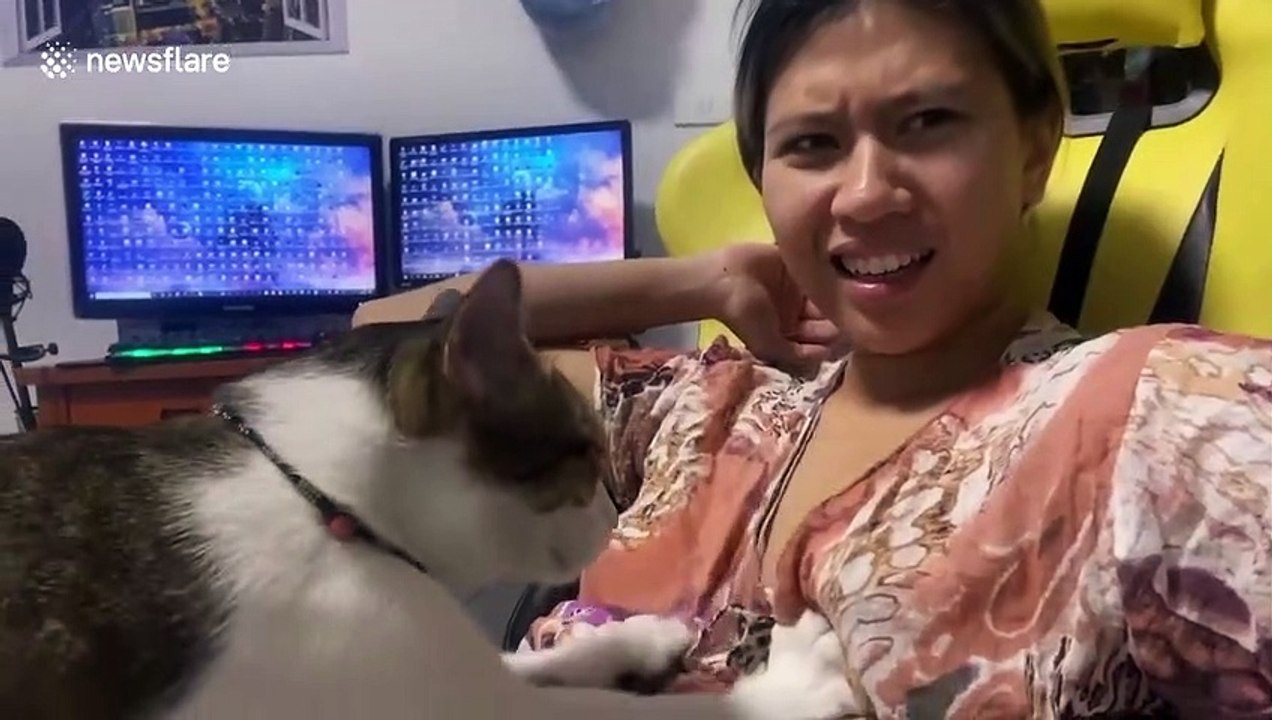 Cheeky pet cat loves massaging his owner's breast