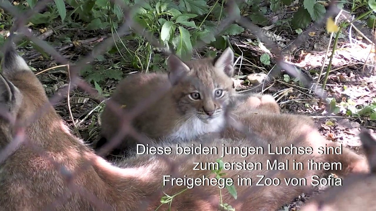 Luchs-Babys erkunden Gehege im Zoo von Sofia