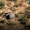 Botswana: Mort mystérieuse de centaines d'éléphants