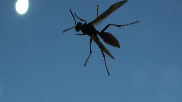 La 'rebelión de los insectos' durante el confinamiento