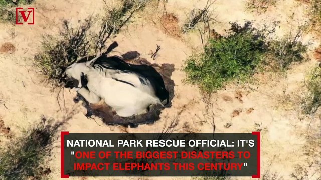 What's to Blame for Hundreds of Mysterious Elephant Deaths in Botswana?