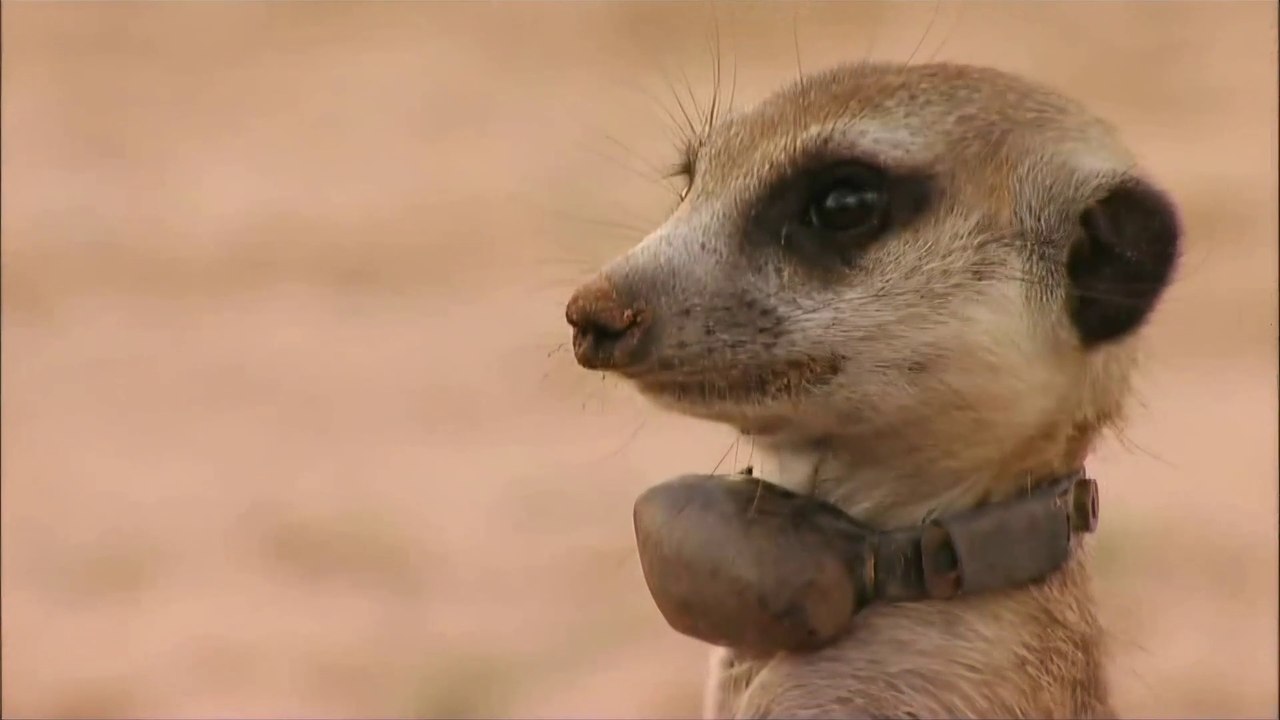 Meerkat Manor - S01 EP 01 - A Family Affair (1080P Upscale) UK