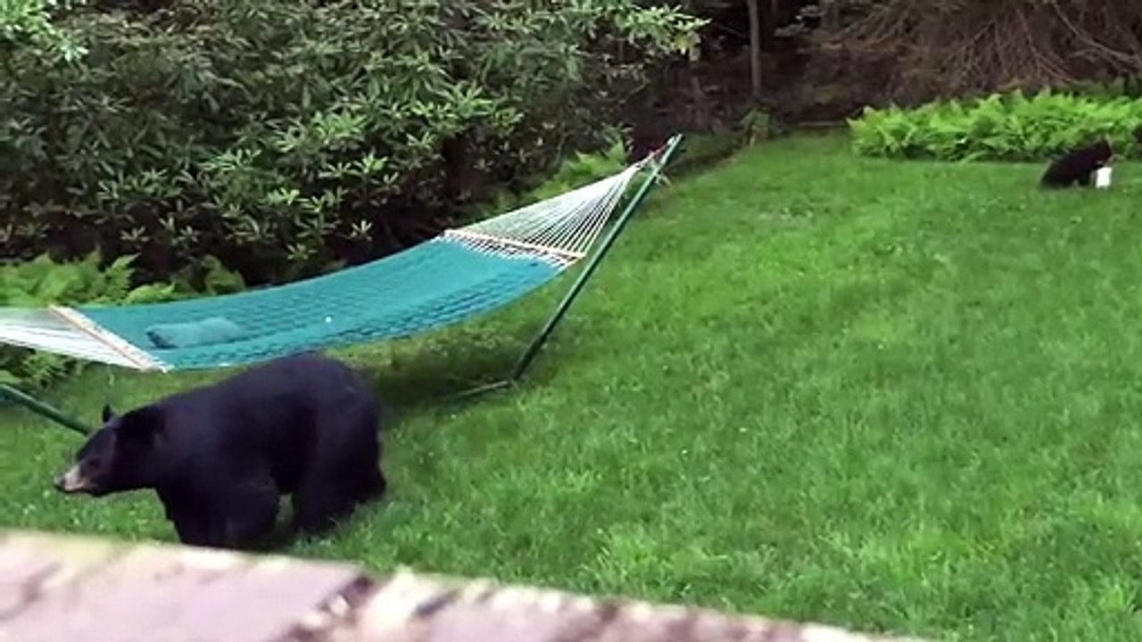 Mama Bear Brings Her Baby Cubs to Check Out Ham...