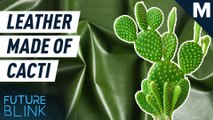 This leather is made out of cacti — Future Blink