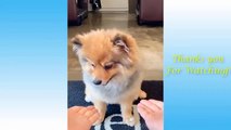 Cute Pets And Funny Animals Compilation _16 - Pets Garden(360P)