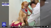 [이슈톡] 병원 갈 때 곰 인형부터 챙기는 강아지 화제