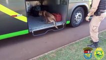 Policiais de Operação Com Cães do BPFron encontram maconha em ônibus em Marechal C. Rondon