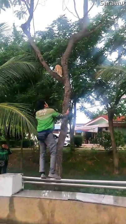 Good Samaritan Saves Kitty Trapped in Tree