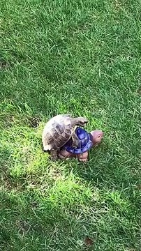 Totally Confused Tortoise