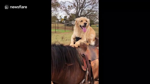 'The Cowboy Dog' Golden retriever in Texas rides its horse friend