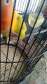 Khasiat Madu Trigona Bagi Burung Lovebird